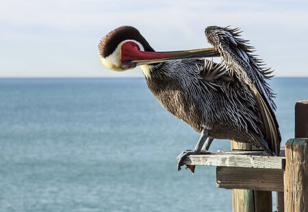 Portrait of a Pelicanの写真素材