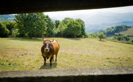 Brown cows grazing on a  meadow behind a wooden fence in Asturias, Spainの写真素材
