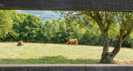 Brown cows grazing on a  meadow behind a wooden fence in Asturias, Spainの写真素材