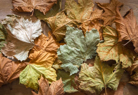 Autumn leaves in a wooden 