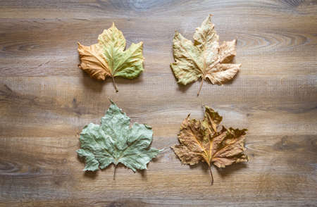 Autumn leaves in a wooden backgroundの写真素材
