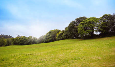 Hill landscape with green grass, row of trees in the background and blue skyの写真素材