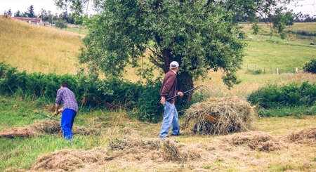 Portrait of young and senior man working hard raking dry hay on a fieldの写真素材