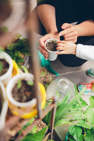 Closeup of woman hands showing to little girl a young seedlings planting inside of pot in a urban gardenの写真素材