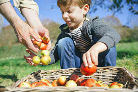 Closeup of happy cute kid and senior man hands putting fresh organic apples in wicker basket with...