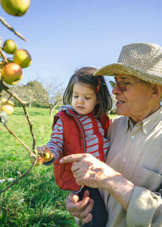 Senior man with hat holding adorable little girl picking fresh organic apples in a sunny autumn day....