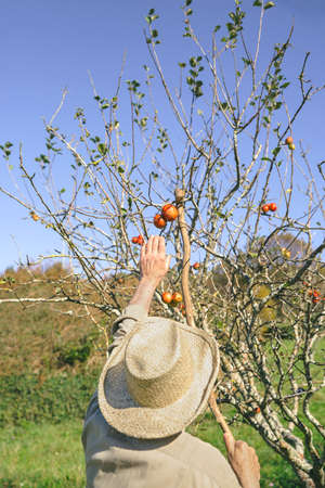 Back view of senior man picking fresh organic apples from the tree with a wood stick  in a sunny autumn day. Grandparents and grandchildren leisure time concept.の写真素材