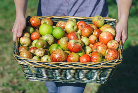 Closeup of woman hands holding wicker basket with fresh organic apples. Healthy food and harvest time concept.の写真素材