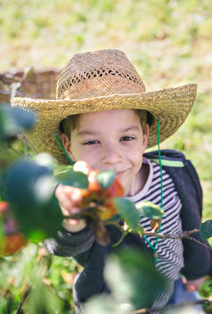 Portrait of cute happy kid with hat picking fresh organic apples from the tree. Nature and childhood concept.の写真素材