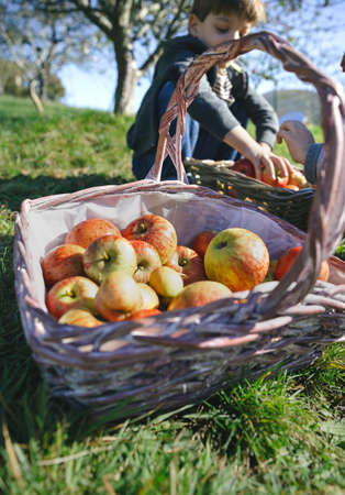 Closeup of wicker basket with fresh organic apples and children putting fruit harvest in the...