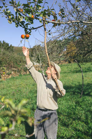 Senior man picking fresh organic apples from the tree with a wood stick  in a sunny autumn day. Grandparents and grandchildren leisure time concept.の写真素材
