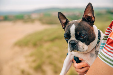 Portrait of boston terrier dog hugged by her owner outdoorsの写真素材