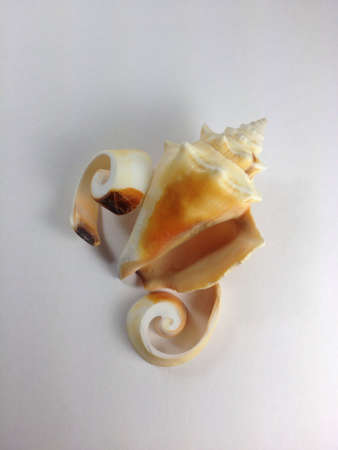 Shellfish