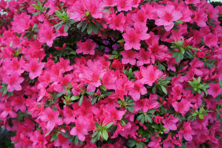 Pink flowersの写真素材