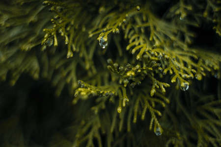 drops on the tips of the treeの写真素材