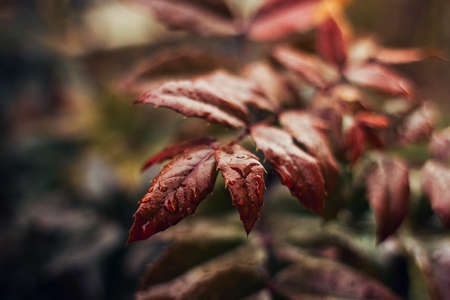 wet leaves of unknown Bushの写真素材