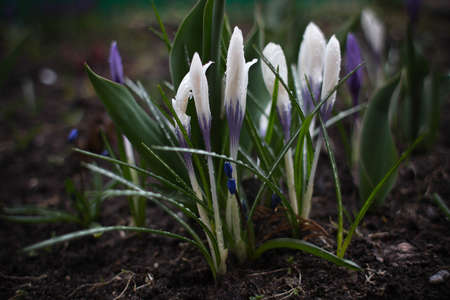 a flock of  white crocusesの写真素材