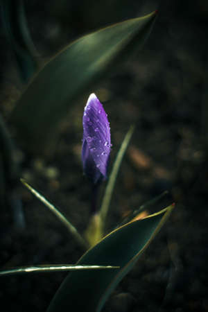 alone crocus in the darkの写真素材