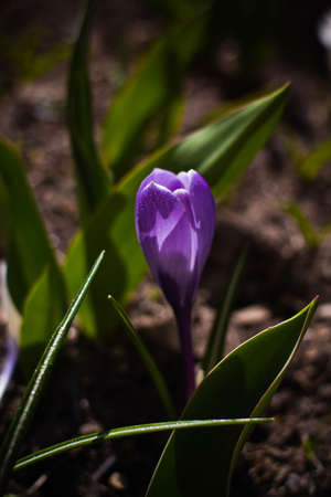 alone crocus in the grassの写真素材