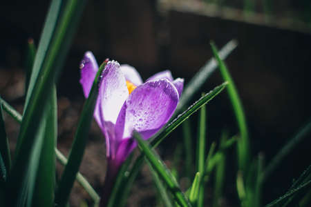 bright crocus under the sunの写真素材