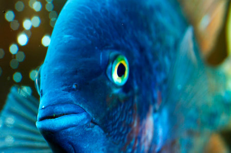 Gold fishの写真素材