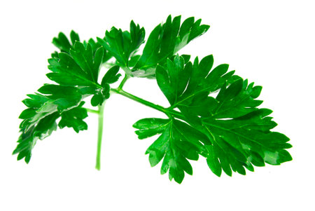 Fresh Herbs: Parsleyの写真素材