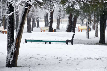 winter garden with color branchesの写真素材