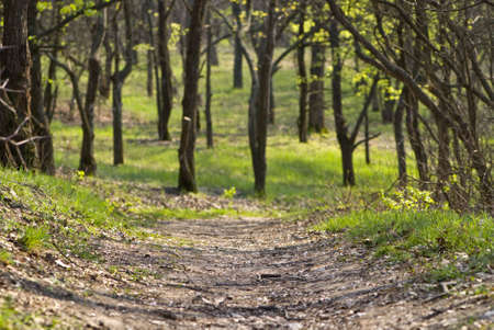 Beautiful forest landscape with narrow footpath and green grassの写真素材
