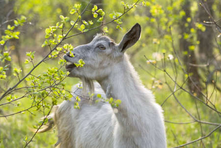 Portrait of a white goat eating young leaflets の写真素材