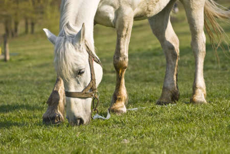 The beautiful white horse is grazed on a green meadowの写真素材