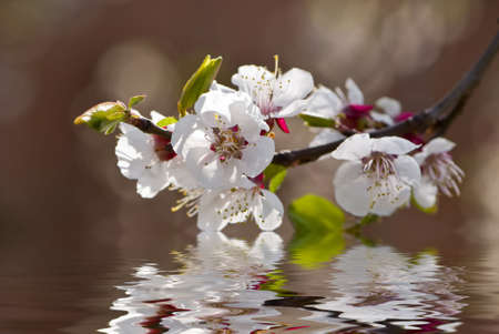 Beautiful blossoming branch of an apricot treeの写真素材