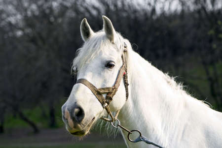 The portrait of a beautiful white horse の写真素材