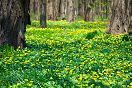 Spring yellow flowers in the city parkの写真素材
