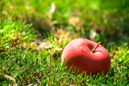 Healthy red apple in the green grassの写真素材