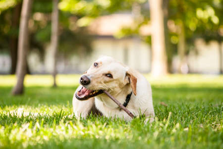 Outdoor portrait of cute golden labrador crossbreed with a stickの写真素材