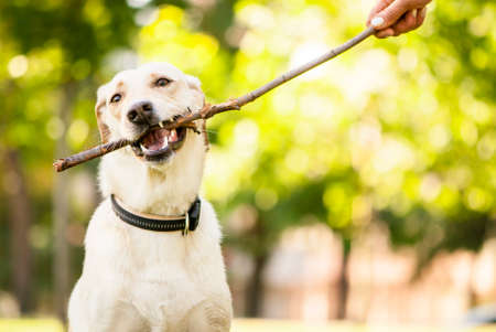 Outdoor portrait of cute golden labrador crossbreed with a stick の写真素材
