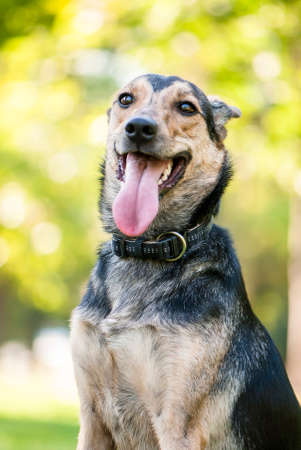 Outdoor portrait of cute crossbreed black dog の写真素材