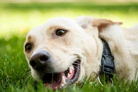 Outdoor portrait of cute golden labrador crossbreed with black collar lying on the grass の写真素材