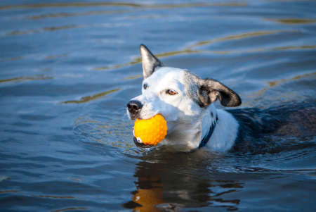 Mixed breed white dog swims in the blue lake with yellow ball