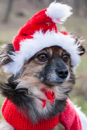 Mixed-Breed Dog Wearing Santas Elf Costumeの写真素材
