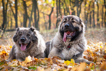 Close-up portrait of the Caucasian Shepherd Dogs