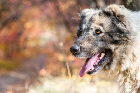 Close-up portrait of the Caucasian Shepherd Dogの写真素材