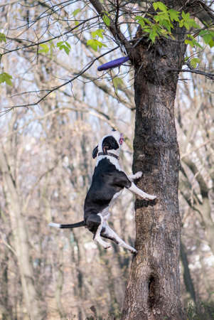 American Staffordshire Terrier jump to catch a toyの写真素材