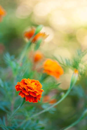 Summer flowers backgroundの写真素材