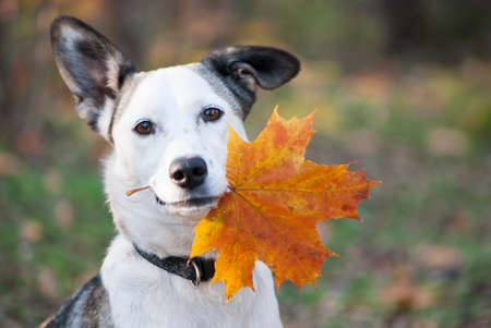 Portrait of cute mixed-breed dog holding autumn yellow leaf  in her mouthの写真素材
