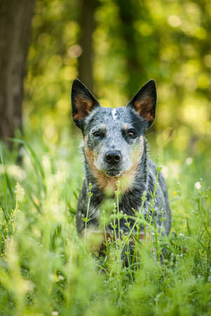 Summer beauty portrait of Australian cattle dogの写真素材
