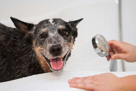 Funny Australian Cattle Dog having bath at home. Pet bath time. Friendly dog in the shower.の写真素材