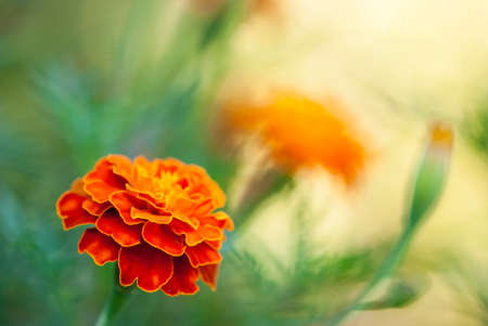 Orange marigold in the garden. Closeup spring flowers with unfocused green background. Summer floral background. の写真素材