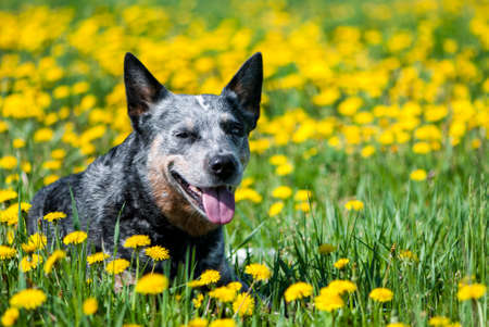 Summer portrait of happy Australian Cattle Dog on dandelions meadow. Purebred dog lies among the flowers. の写真素材