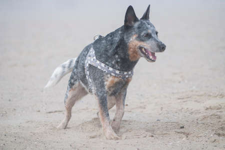 Portrait of a playful cheerful Australian Cattle Dog on a sandy beach. の写真素材